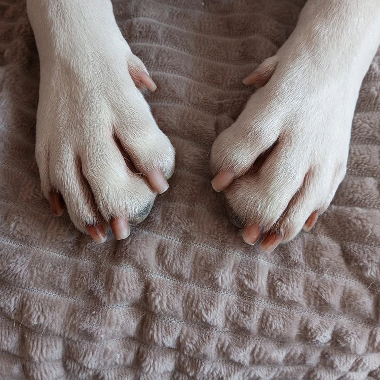 ULTRALEISER KRALLENSCHNEIDER PRO